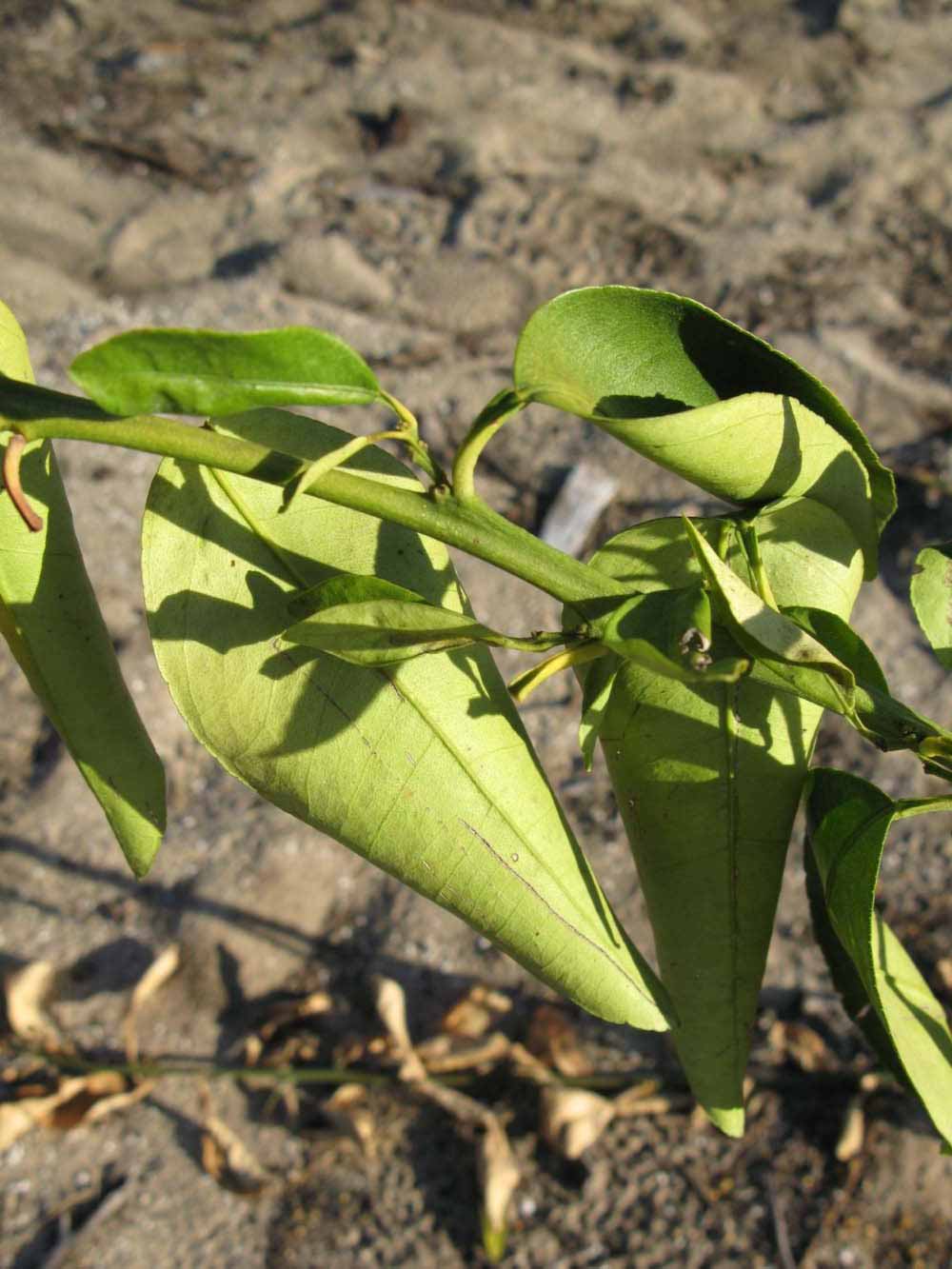            Sun leaves (Winter Haven, FL)   